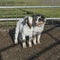 Australian Shepherd Puppy and Goat Kid in a Corral