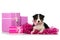 Australian shepherd puppy with pink gifts