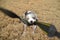 Australian Shepherd Puppy Plays Tug-of-War with Camera Strap