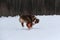 Australian Shepherd puppy red tricolor on walk in snowy winter park. Aussie with cropped tail is trying to catch orange disk with