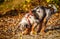 Australian Shepherd puppy at the rhine river