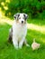 Australian shepherd puppy and tiny kitten on the green grass