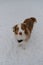 Australian Shepherd red Merle with fluffy tail wears bandana and stands in park in snow. Full-length portrait top view
