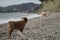 Australian Shepherd is red tricolor with cropped tail rear view. Little brown puppy Aussie stands on stone seashore and looks at