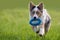 Australian Shepherd Retrieving dog toys