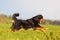 Australian Shepherd running over the meadow