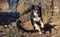 Australian Shepherd running on trail