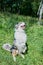 Australian shepherd sitting on the grass