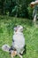 Australian shepherd sitting on the grass