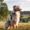 Australian Shepherd sitting on the green meadow in summer. Australian Shepherd dog sitting on the grass with summer landscape in