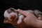 Australian Shepherd sleeps in womens palms on neutral black minimalist background. One thoroughbred newborn dog. Hold newborn