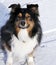 Australian Shepherd in the Snow