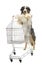 Australian Shepherd stand on hind legs and pushing a shopping cart against white background