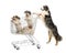 Australian Shepherd standing on hind legs and pushing a shopping cart with dogs against white background