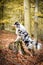 Australian shepherd is standing on stump