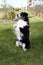 Australian Shepherd Standing Two Legs Smart Pet Animal Paw Pose Pedigree Outdoor Show