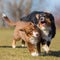 Australian Shepherds scuffle with each other