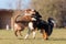 Australian Shepherds scuffle with each other