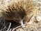 Australian Short-Beaked Echidna Forgaing