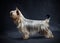 Australian Silky Terrier