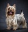 Australian Silky Terrier