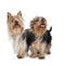 Australian Silky Terrier