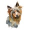 Australian silky terrier portrait