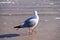 Australian Silver Gull at the Beach