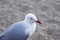 Australian Silver gull portrait sitting in sand