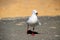 Australian Silver Gull Seagull at Bar Beach