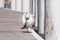 Australian silver gull, seagull on wooden deck, pier