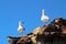 Australian Silver Gulls on an eroded weathered rock