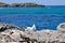 Australian Silver Sea Gulls: Indian Ocean, Cape Peron