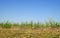 Australian Skyline with Long Green Grass Sugarcane Foliage