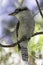 Australian Small bird Laughing kookaburra Dacelo novaeguineae