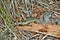 Australian snake coastal carpet python