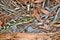 Australian snake coastal carpet python  Morelia spilota mcdowelli