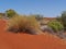Australian Soft Spinifex in the desert