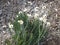 Australian southern coast with native plants with white flowers