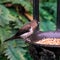 Australian sparrow