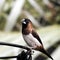 Australian sparrow