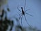 Australian Spider, Black Widow Spider, Black Legs, NautreLine, Nature Creation