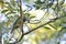 An Australian Spotted Catbird Bird perching in a tree