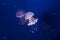 Australian spotted jellyfishes in the water