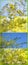 Australian Spring Wattles on a vertical banner