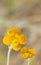 Australian Spring wildflowers yellow Billy Buttons