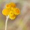 Australian Spring wildflowers yellow Billy Buttons