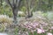 Australian spring woodland wildflower landscape