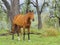 Australian Stock Horse in the Australian Bushland