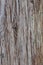 Australian Stringy Bark Tree